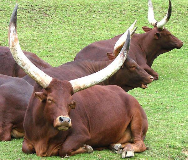 large horned cattle seated in the fields during the day